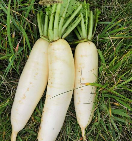 萝卜好不好，看这4点就知道，避免“空心”萝卜，菜贩：真内行