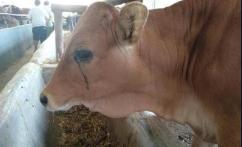 牛有眼屎眼睛发红怎么治疗,牛眼睛红流泪怎么治疗