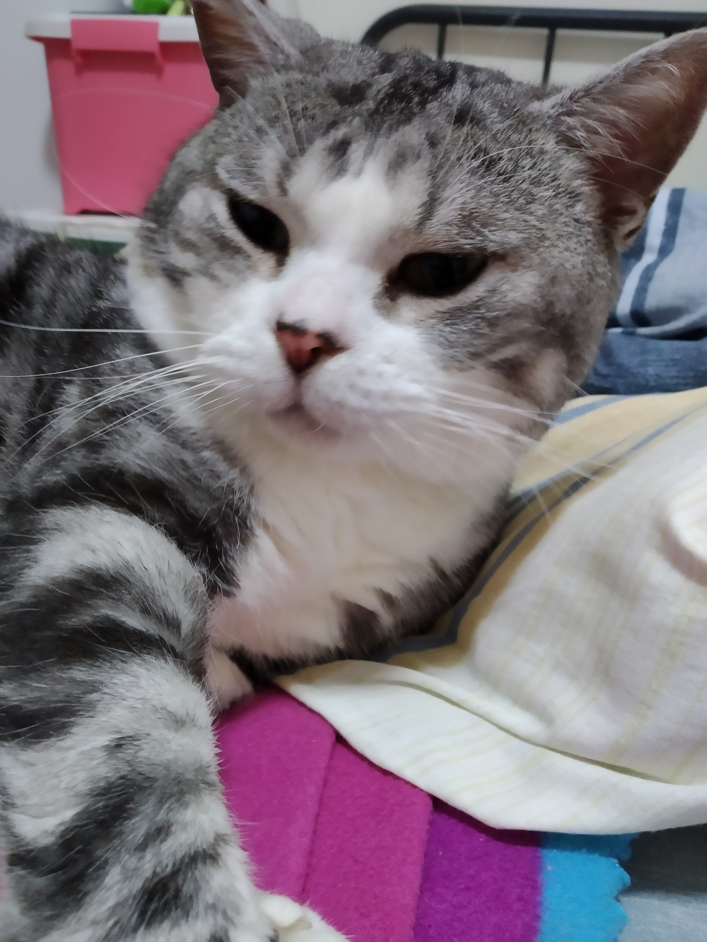 别再这样养猫了新手养猫10大误区,养猫人必须知道的十条养猫知识