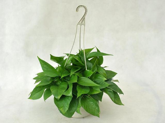 绿萝太长有什么讲究,绿萝长10米怎么处理最好