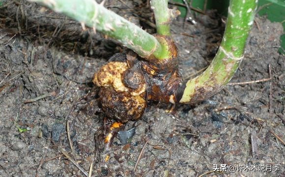 月季病害通用药,月季病害的必备药物