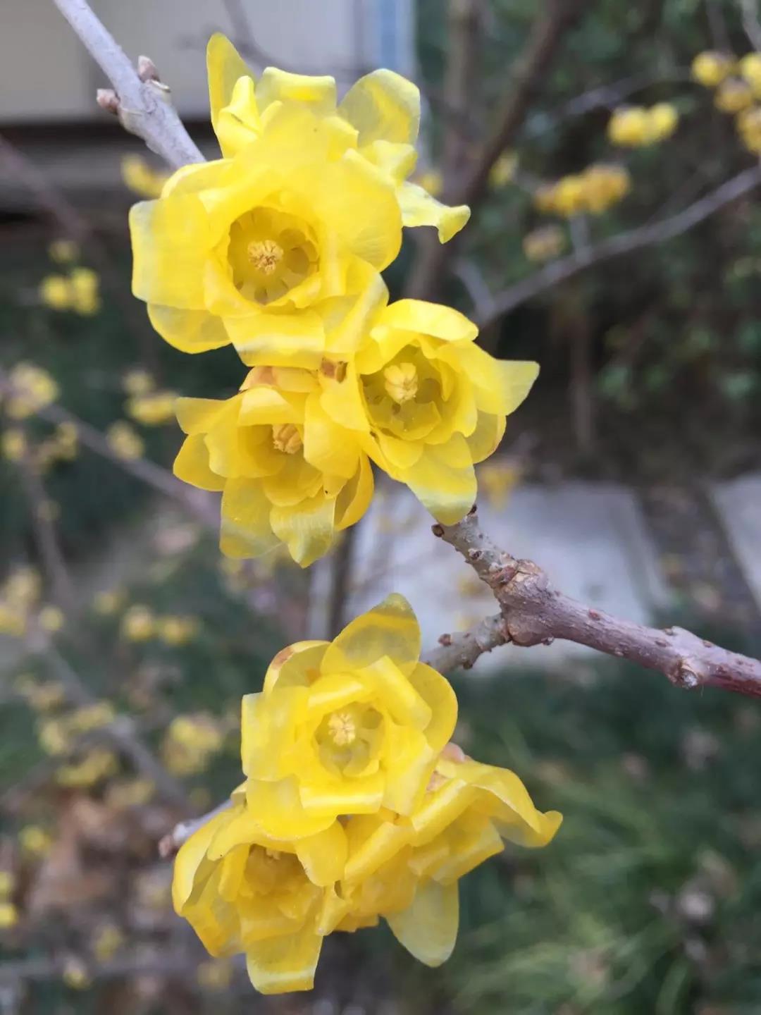 这4种花卉很漂亮花量大观赏度高,20种漂亮花好看不好养