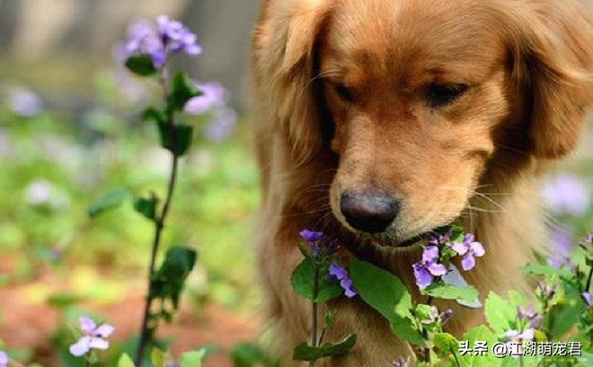 怎么解决金毛的坏习惯,金毛出门遛狗它不愿意走怎么办