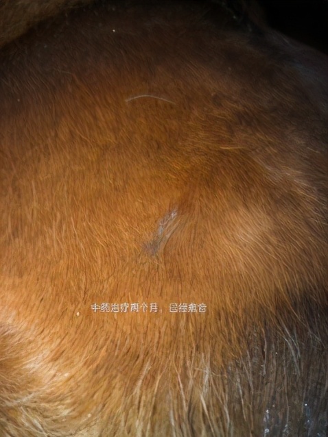 中兽医针灸疗法,中兽医验方与妙用精编