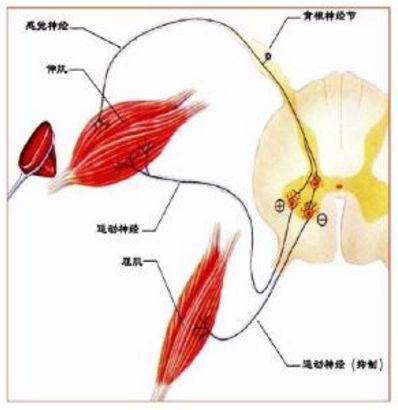 科学有效的拉伸运动,科学拉伸肌肉腿的动作