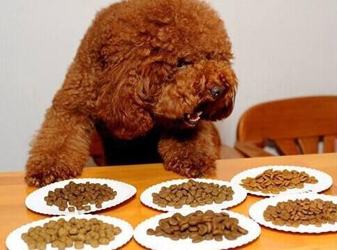 边牧吃什么牌子的狗粮好,狗粮皇家这个牌子怎么样