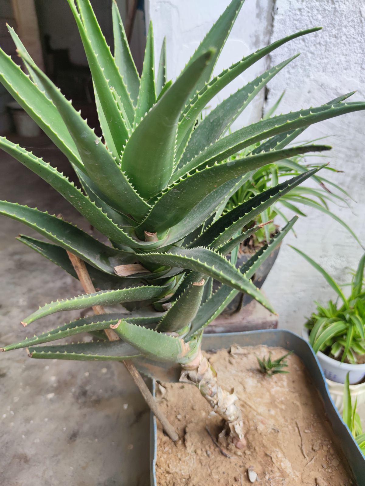 养芦荟盆大好还是小好,芦荟的养殖方法盆栽