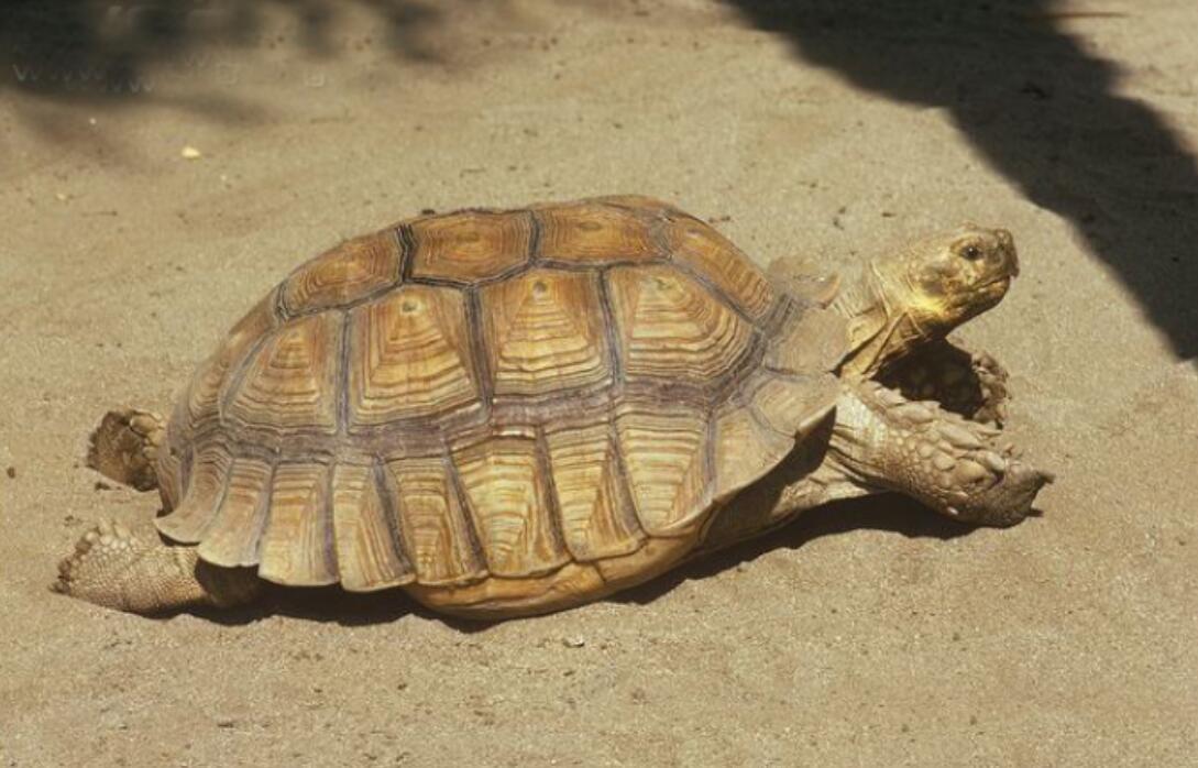 苏卡达陆龟被丢垃圾桶了,苏卡达陆龟乌龟火化