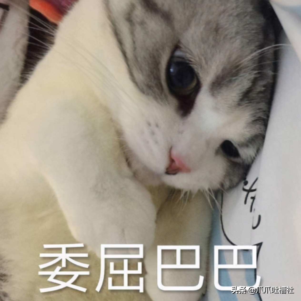 猫咪得了糖尿病,怎么办?给它喝点“糖盐水”