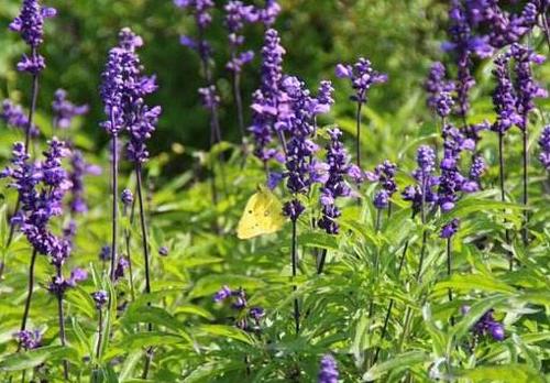 黄芩功用及图片,黄芩的正确加工方法是什么