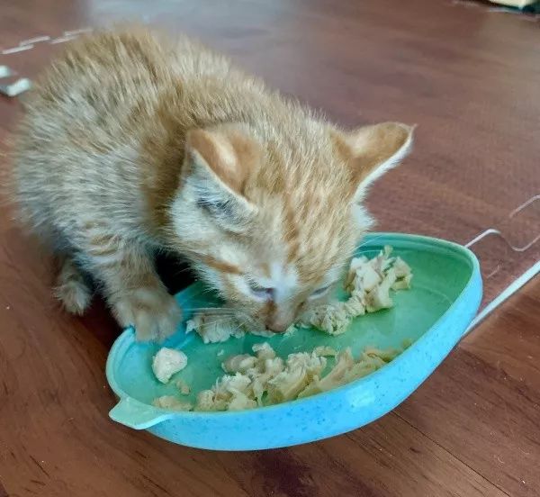 新手铲屎官怎么养猫,新手铲屎官养猫知识