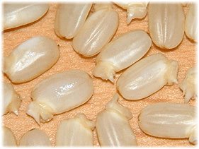 什么叫脱糖电饭锅,脱糖电饭锅是真的还是假的