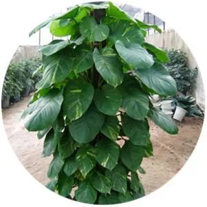 全部金木水火土五行五系植物介绍,五种植物代表五行