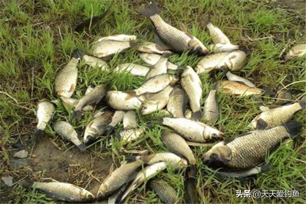 惊蛰怎样的天气好钓鲫鱼,清明阴雨天还能野钓鲫鱼吗