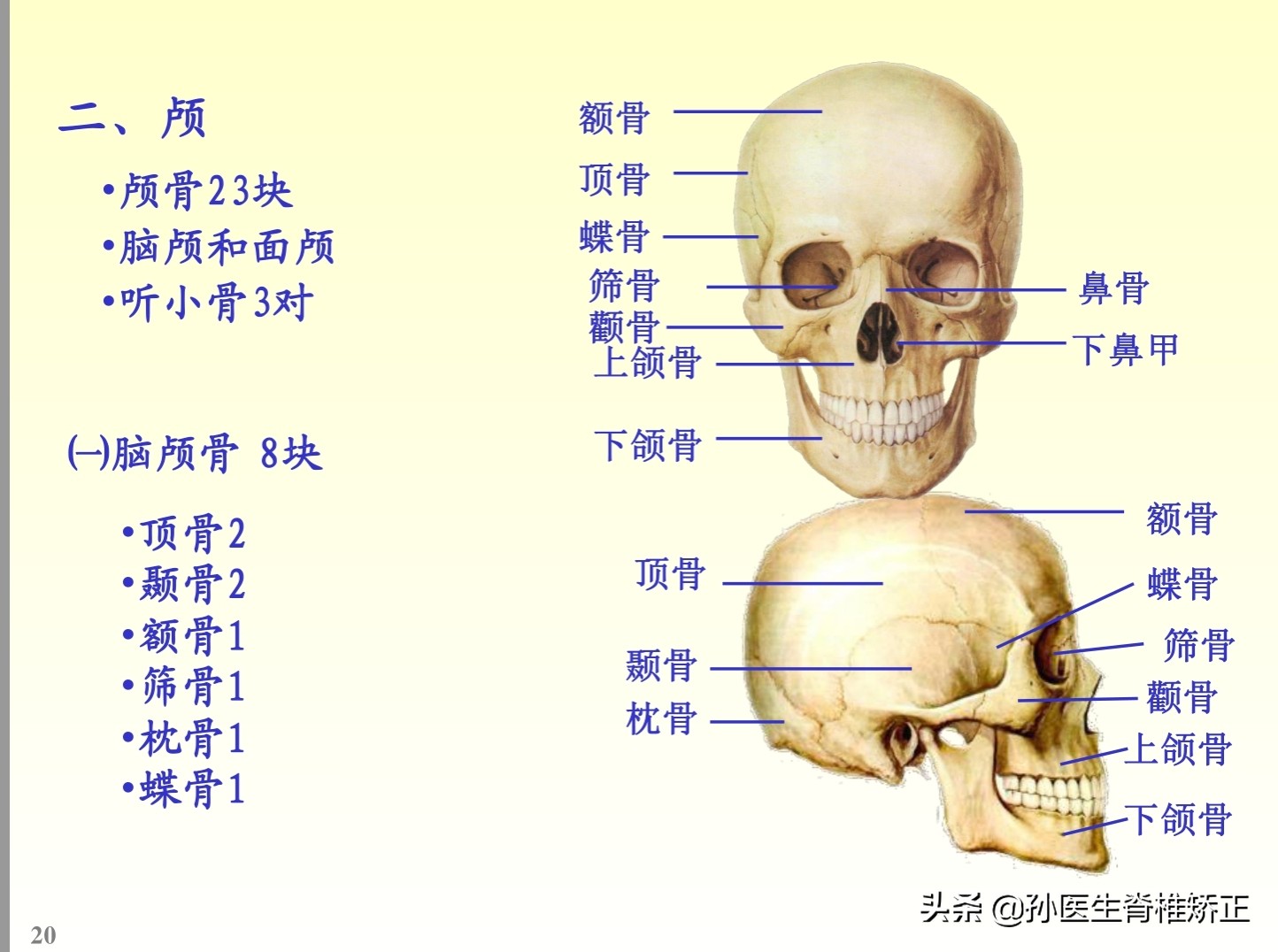 解剖学基础ppt完整版,人体系统解剖学ppt完整版