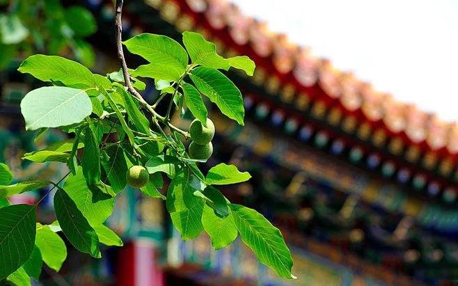 适合戴玉的季节,夏天适合戴哪种玉镯