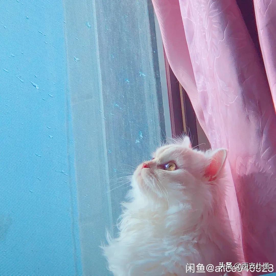 给狗相亲,代吃代喝...西安人在闲鱼上到底在卖啥?