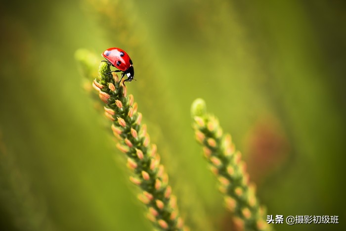 手机微距拍摄技巧视频教程,摄影初学者基础知识视频教程