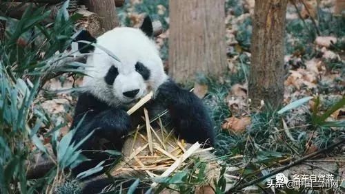 兰州到甘谷绿巨人开通时间,兰州至上海绿巨人