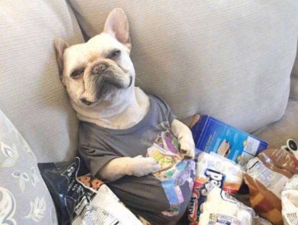 斗牛喜欢小刺猬,斗牛老是输是什么原因