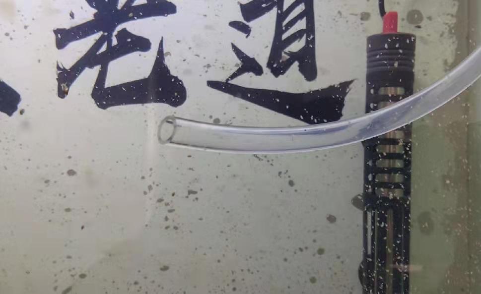 刚孵化的金鱼苗可以喂饲料粉末吗,刚孵化的金鱼苗喂什么东西