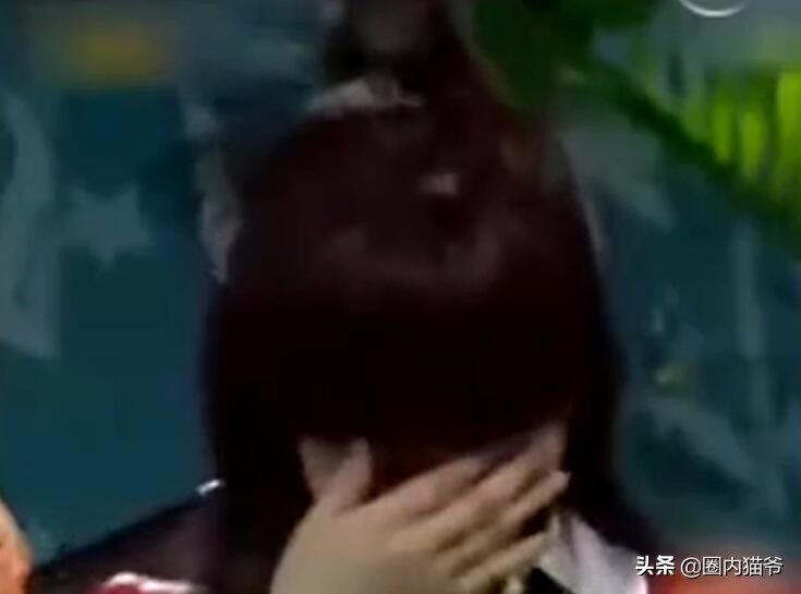 与谢娜相恋6年,为何刘烨转身就娶了外国人安娜?