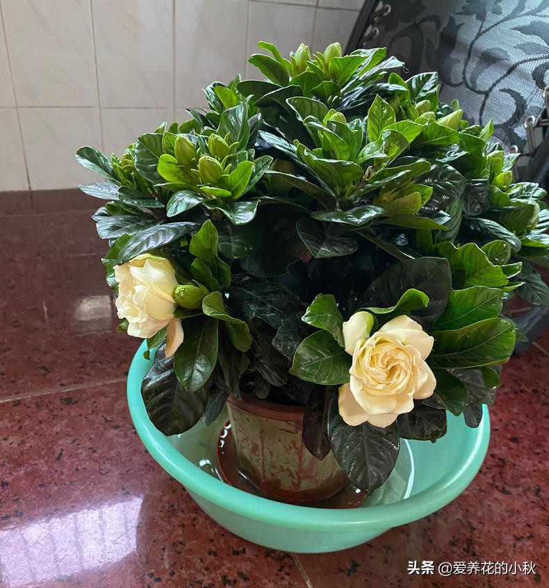 栀子花长得细弱黄叶春季如何处理,土壤保持湿润栀子花黄叶掉花苞