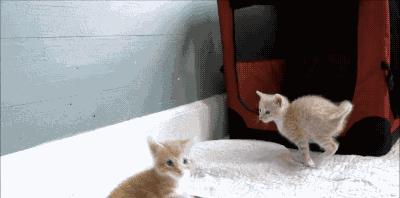 猫咪为什么老是揍主人,猫咪为什么揍年轻人