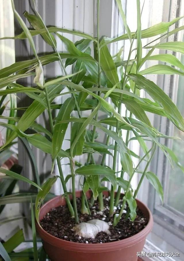 生姜的盆栽需要晒太阳吗,生姜怎么在室内盆栽