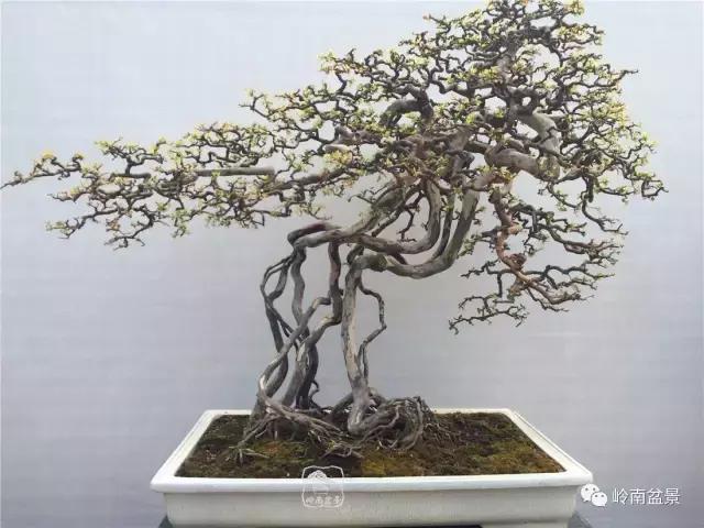 一盆盆景佳作究竟应该是怎样的,大师级盆景作品欣赏