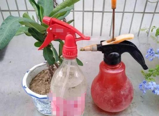 盆栽蚂蚁怎么快速处理掉,盆栽里面有蚂蚁怎么消除