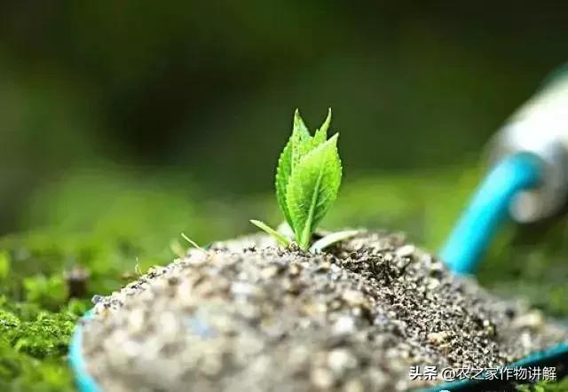 氨基酸腐植酸和黄腐酸的区别,氨基酸腐殖酸黄腐酸区别