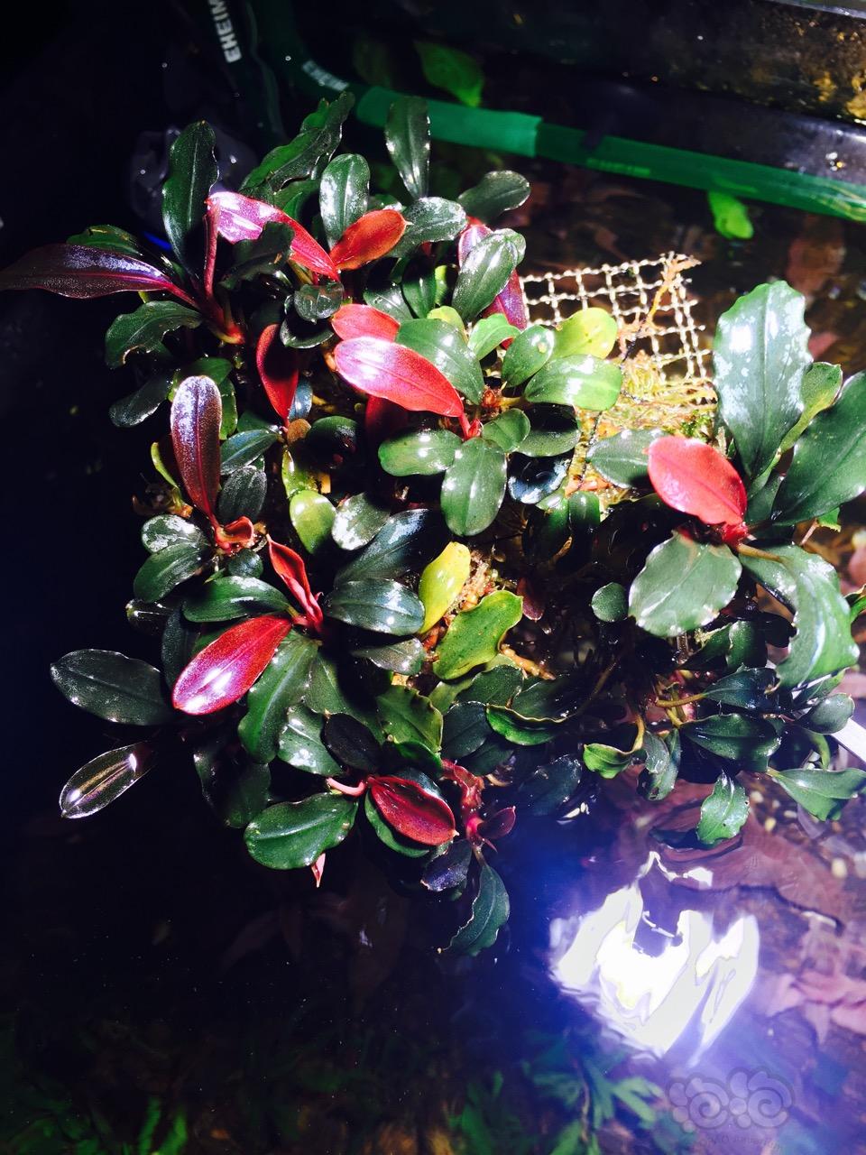 辣椒榕水草缸,养辣椒榕需要多大的缸