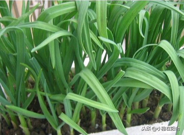 阳台种的蒜苗为什么那么细,阳台花盆种蒜苗用什么肥料好