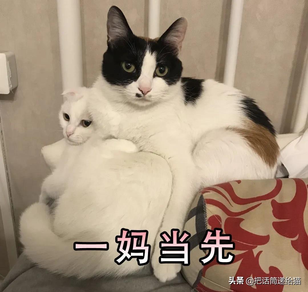 求助！我的猫以为自己是我妈怎么办？