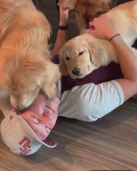 养什么狗好不爱叫,养什么狗不拆家不生病