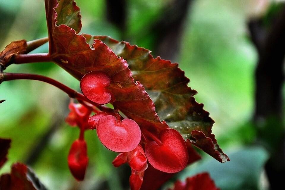 大叶海棠花怎么扦插,大叶海棠花喜阴还是喜阳