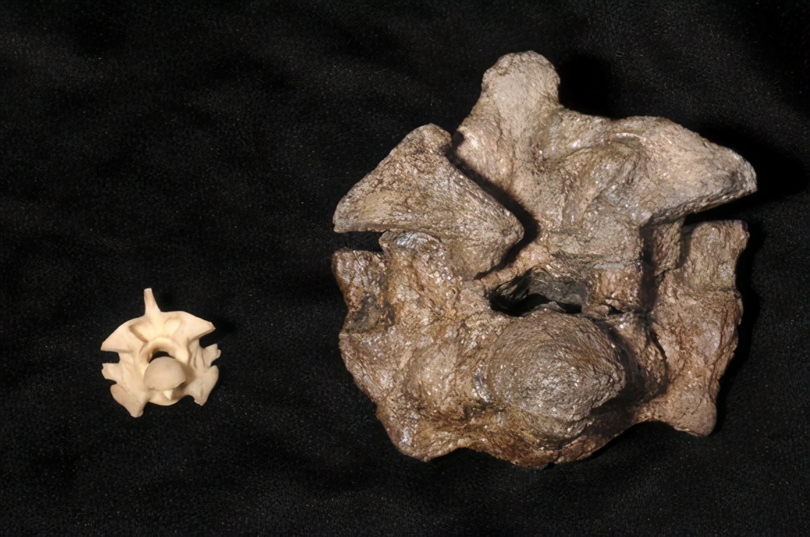 你们知道世界上最大的蛇在哪吗,目前世界上最大的蛇是什么蛇