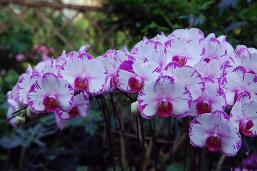 君子兰吊兰蝴蝶兰的图片,吊兰属不属于兰花的一种