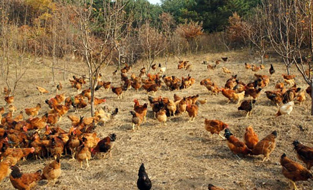 鸡伸颈张嘴呼吸特效药,鸡发现怪叫怎么治疗