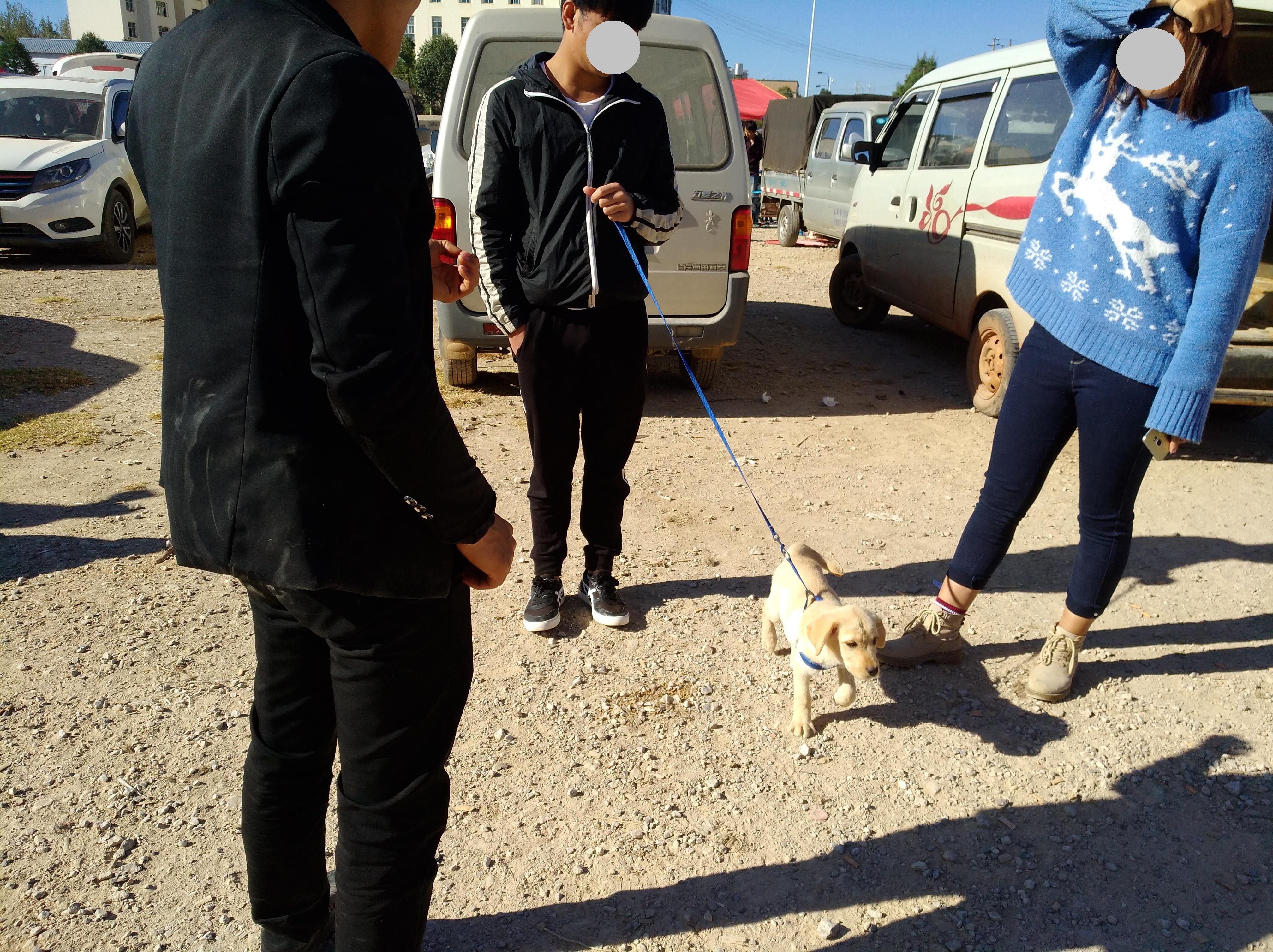 70斤拉布拉多卖给狗贩子多少钱 (买了只拉布拉多1000块钱)