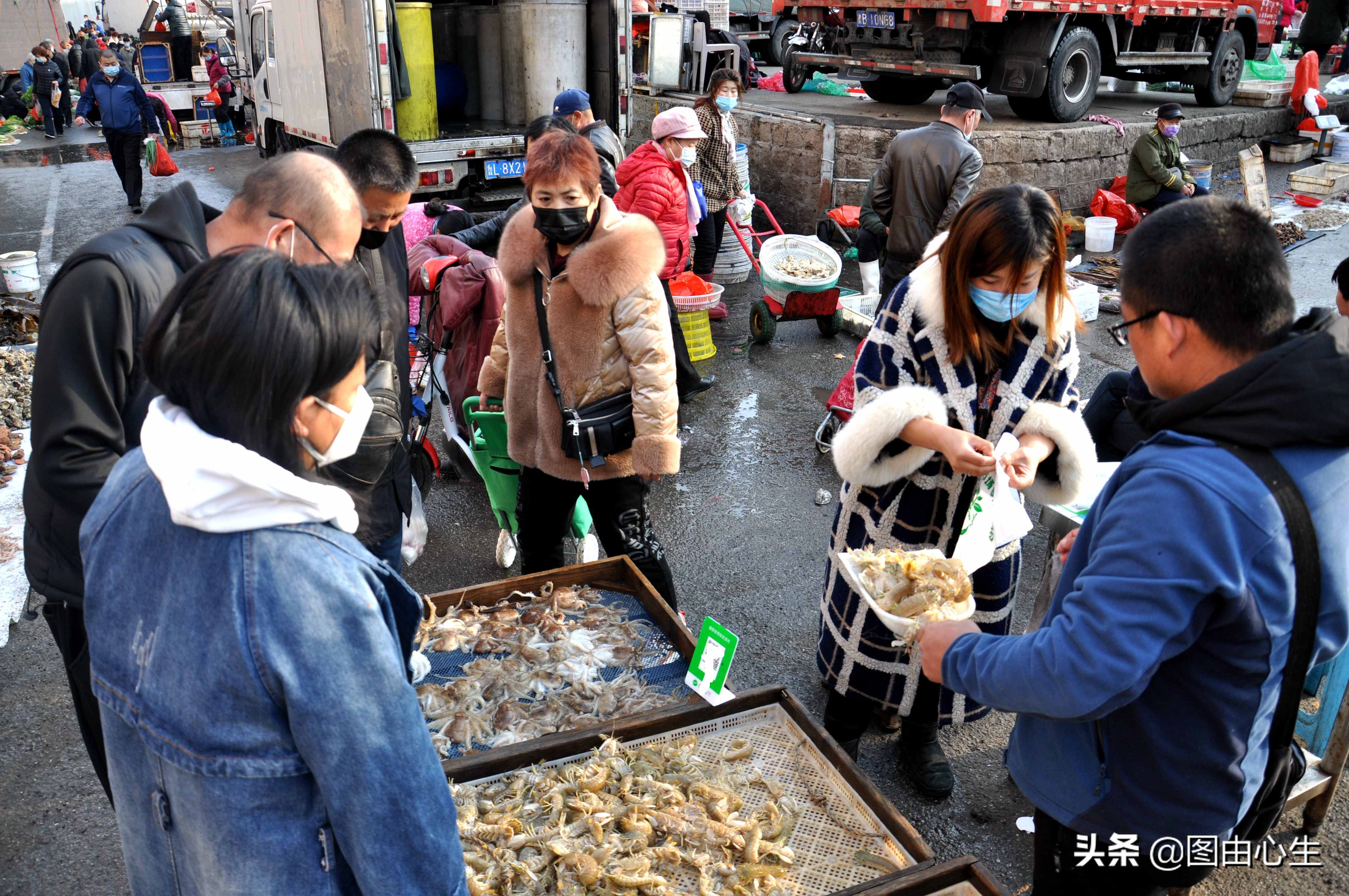 青岛虾爬子80一斤,山东青岛虾爬子价格