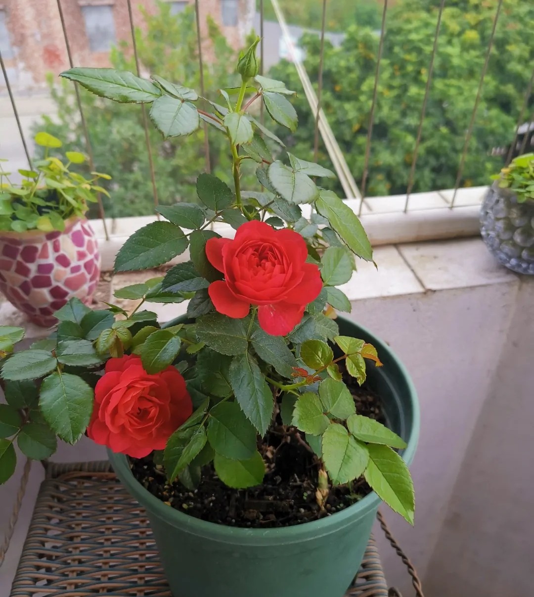 100种月季经典品种,100种经典月季品种