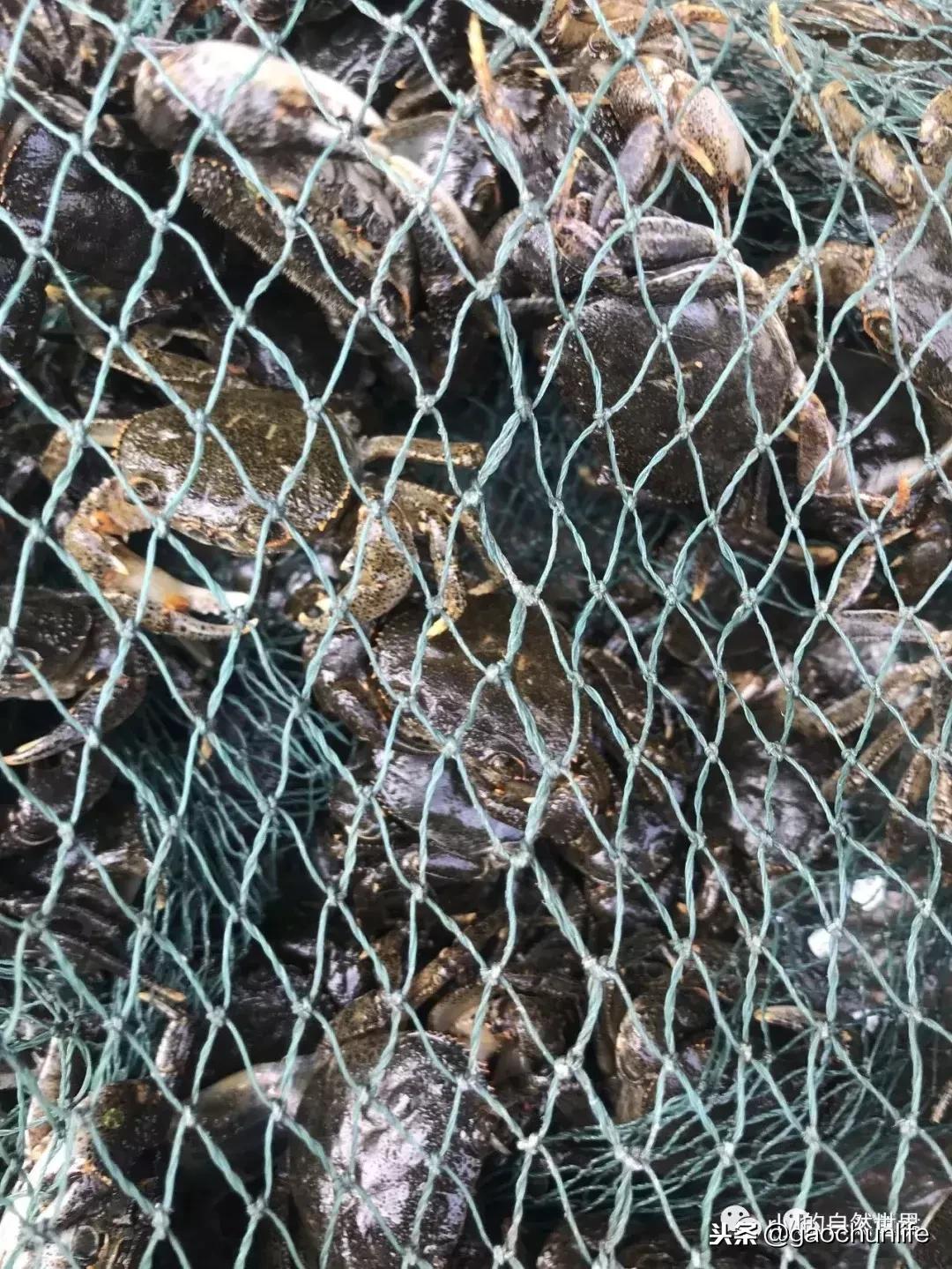 草龟难养,养草龟笔记