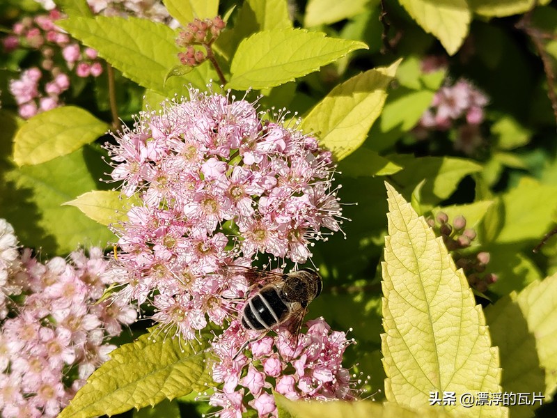 魅族17pro和oppofindx2pro,魅族17pro对比oppofindx2pro