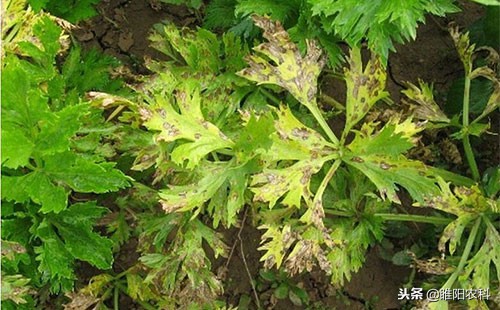 什么药对灰霉病有特效,防治霜霉疫病的农药有哪些