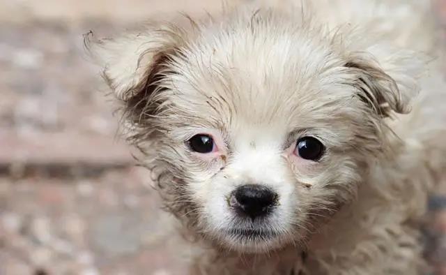 CPF活动预告|阿派第30届领养日——人间值得，只要它能与你相遇