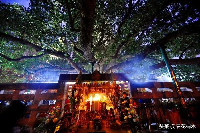 佛教的五树六花指的是什么,佛教五树六花是哪些植物