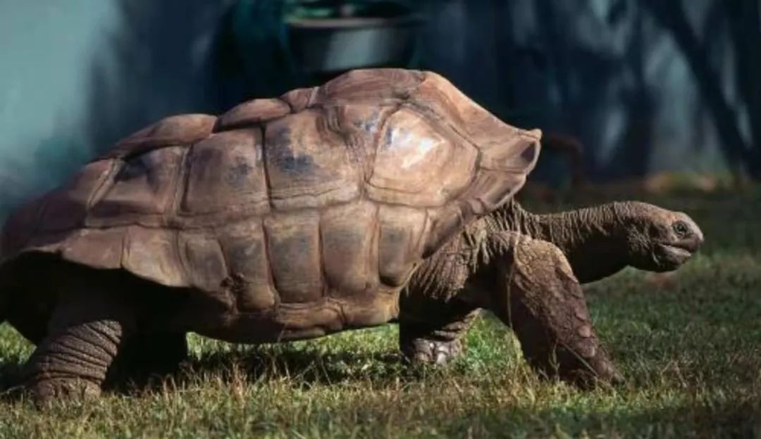十大最常见的宠物龟,最灵性的宠物龟
