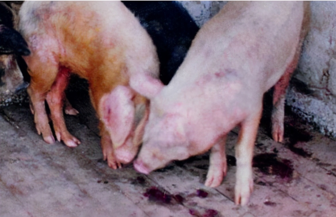 7日龄仔猪拉稀可喂土霉素吗,仔猪拉稀用土霉素